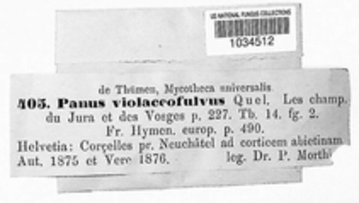 Panellus violaceofulvus image